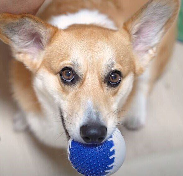 ボールを咥えるコーギー