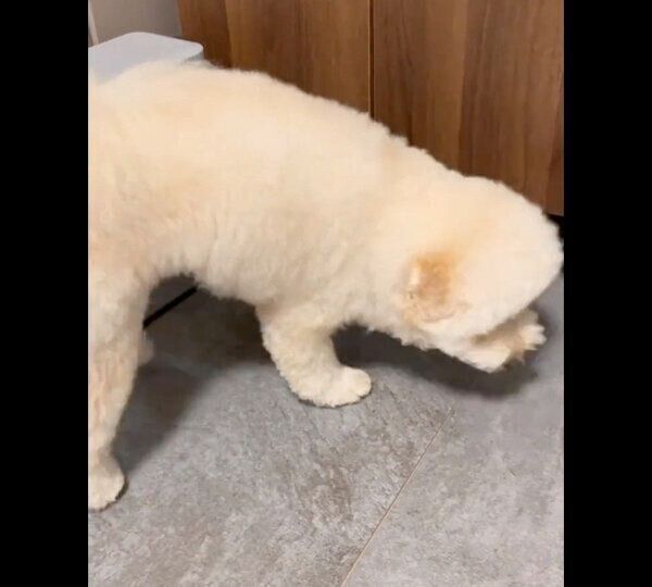 ボールを取ることに成功したぺんたくん