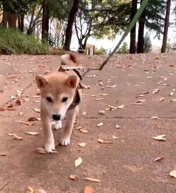 散歩するゴン太くん