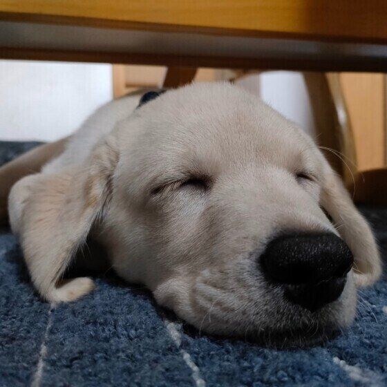 ラブラドール・レトリーバー