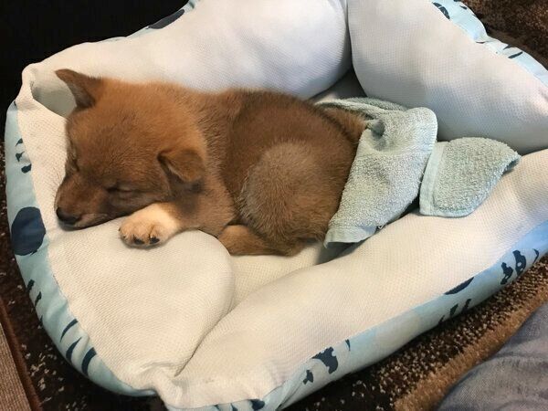 眠るこむぎくん