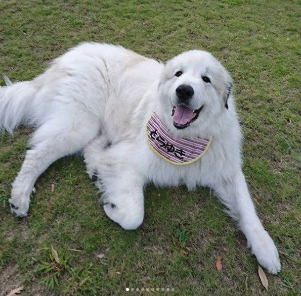 芝生にいるグレートピレニーズ