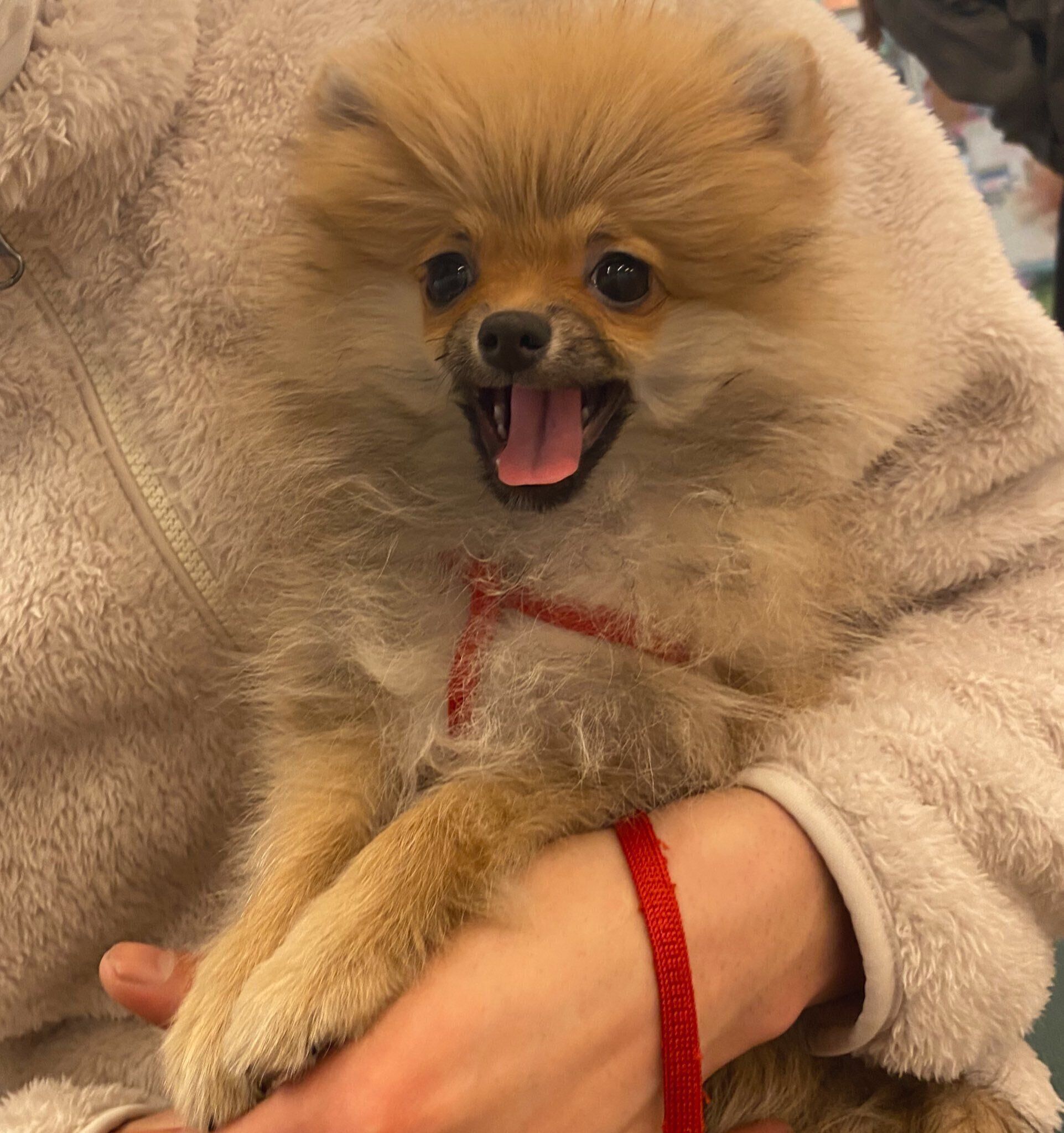 生後3カ月のころに撮影したぽんずちゃん