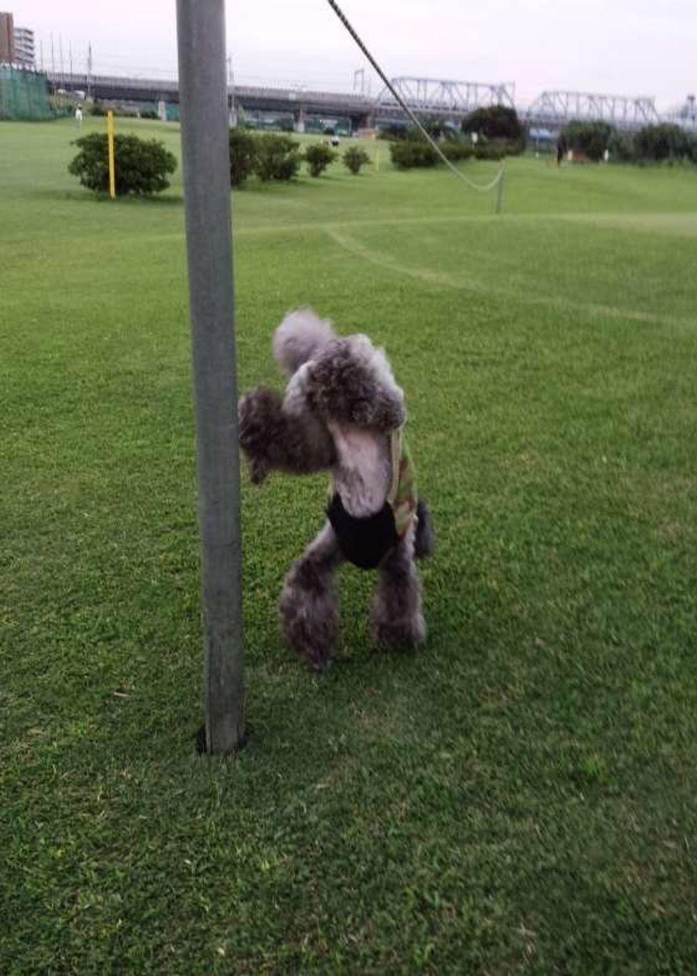 犬が逆立ちしてオシッコする理由は 獣医師の先生に聞いてみた いぬのきもちweb Magazine 犬が逆立ちしてオシッコする理由は 獣医師の先生に聞いてみた いぬのきもちweb Magazine