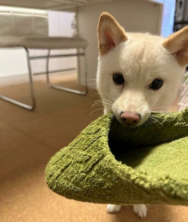 スリッパをくわえるボスくん