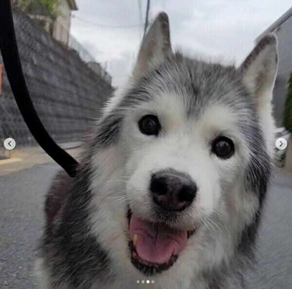 散歩するセリカちゃん