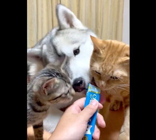 仲良くちゅ〜るを食べるユキちゃん、レンくん、サンくん