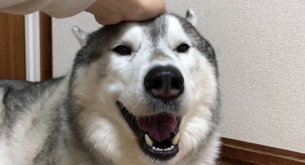 笑顔のシベリアン・ハスキー