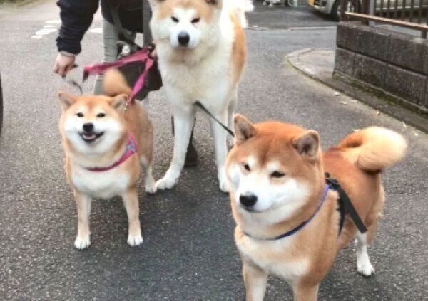 お散歩するじんくん、はちくん、モナちゃん