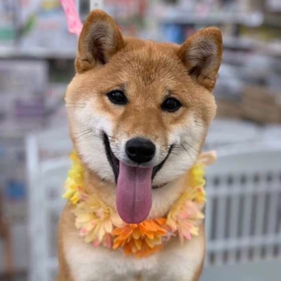 柴のむぎちゃん