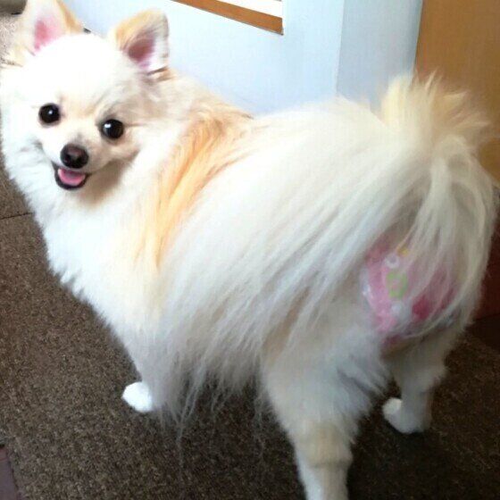 犬のマナーウェアってどんなもの？ いぬのきもち