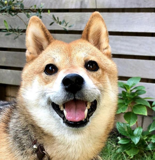 豆柴のフクちゃん