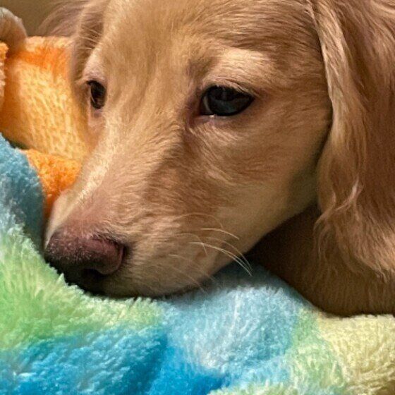 眠そうなカニーンヘン・ダックスフンド