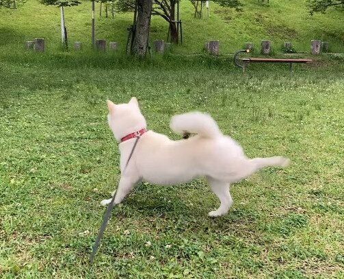 地面を蹴りながら後ろ向きに走るおもちちゃん