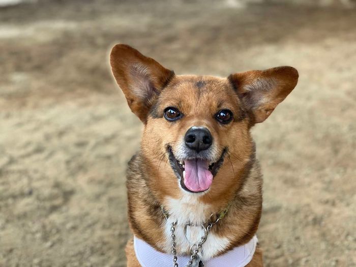 笑顔の表情を見せる犬