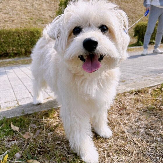 愛犬のかかりつけ動物病院を持つべき理由 いぬのきもち