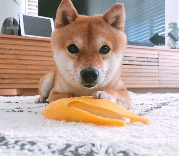 バナナのオモチャで遊ぶちくわくん