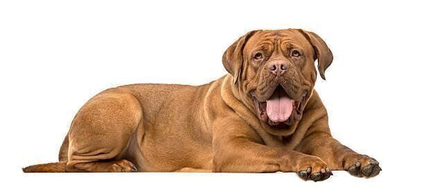 ボルドー・マスティフ