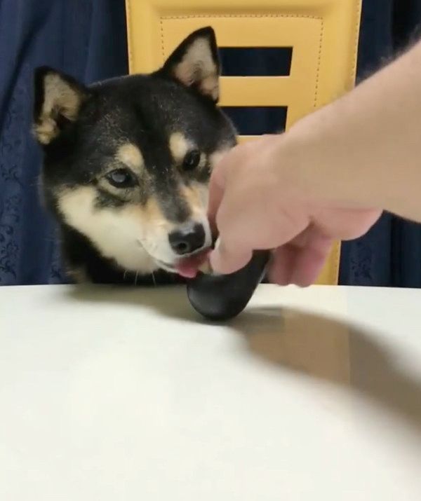 おやつが欲しい豆柴