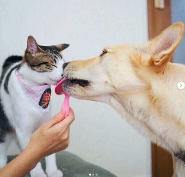 ななちゃんの顔を舐めるくるりちゃん