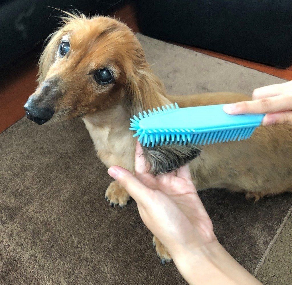 ブラッシング中の愛犬