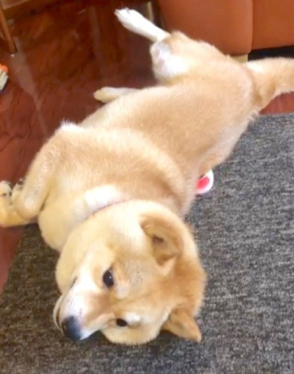 背中におもちゃを隠す豆柴