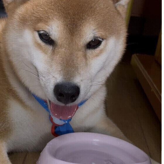 水を飲む柴犬