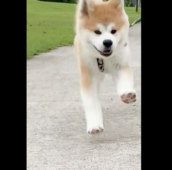 走るむう太くん