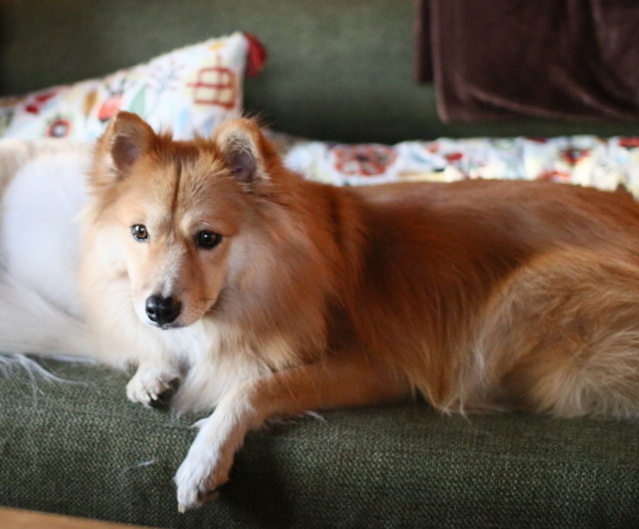 船を漕ぐ犬たち 穴澤賢の犬のはなし いぬのきもちweb Magazine 船を漕ぐ犬たち 穴澤賢の犬のはなし いぬのきもちweb Magazine
