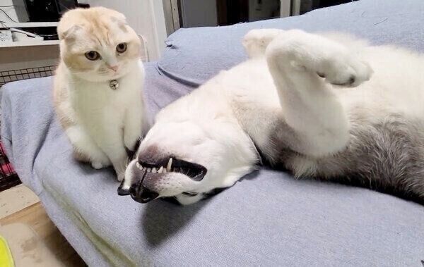 犬のはっちゃんのそばに寄る猫のじゅんちゃん