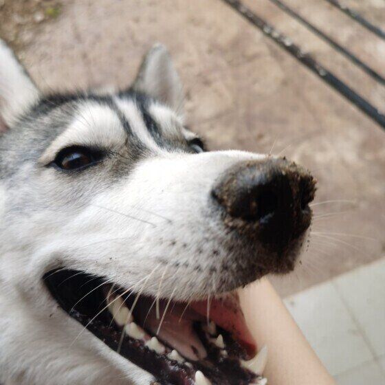 愛犬の体調不良、診察時に獣医師に伝えるとよいことは？ いぬのきもち