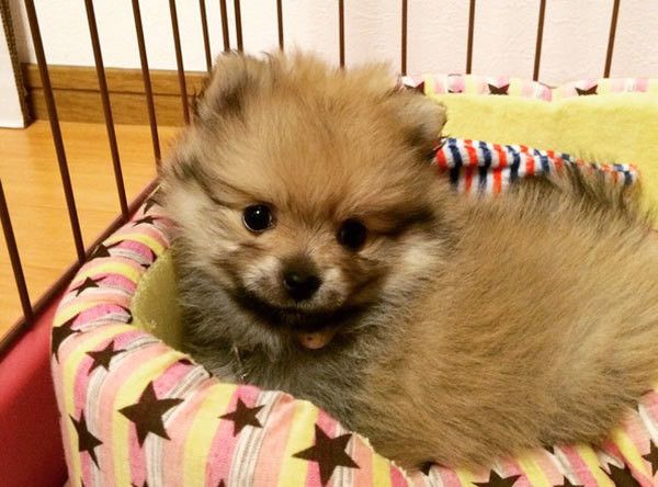 見つめるポメラニアン