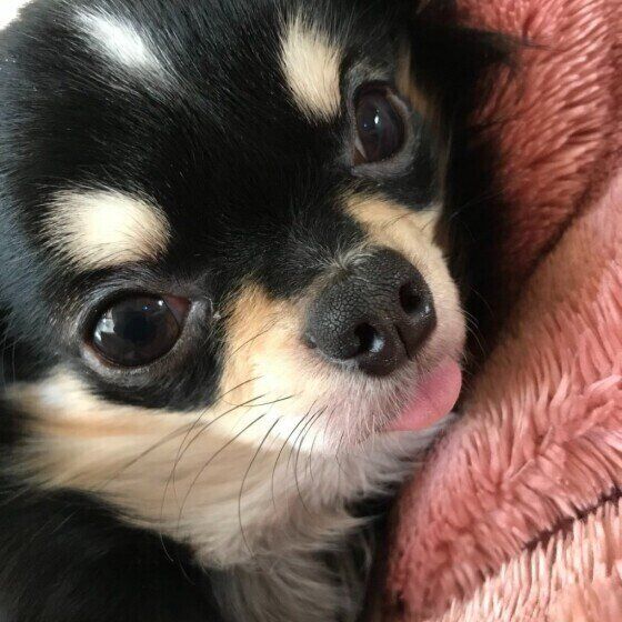 舌を出すチワワ