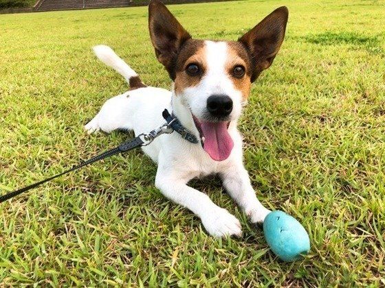 芝生の上のジャック・ラッセル・テリア