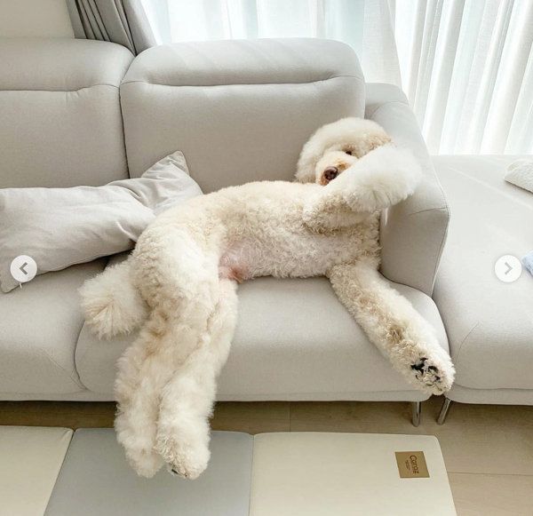 ソファでまったりするスタンダード・プードル