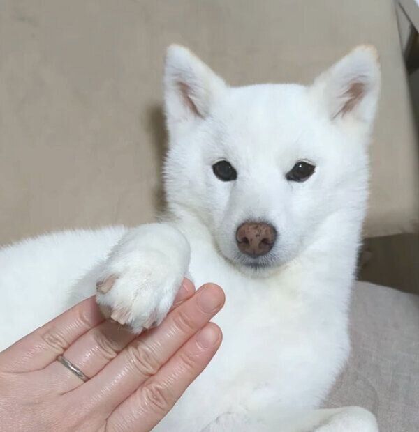 省エネな「オテ」をするゆずちゃん