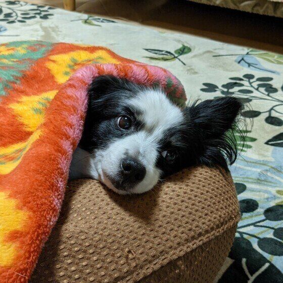 パピヨンのちこちゃん