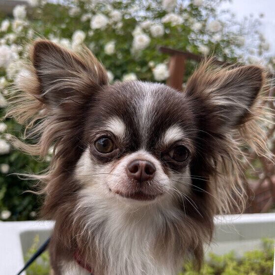 愛犬と心を通わせる・仲良くなるための接し方とは？ いぬのきもち