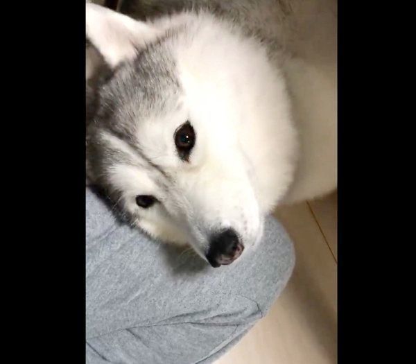 飼い主さんに撫でてもらうシルビアちゃん