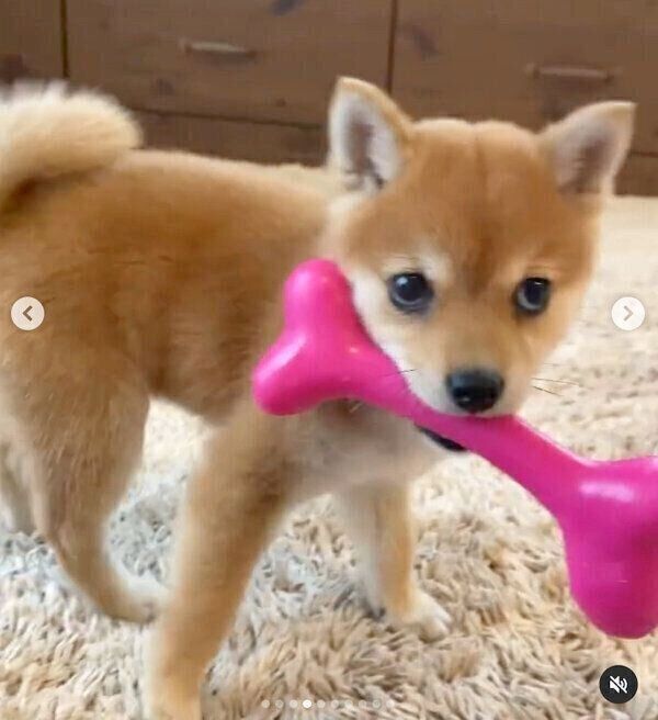 子犬時代のたまちゃん