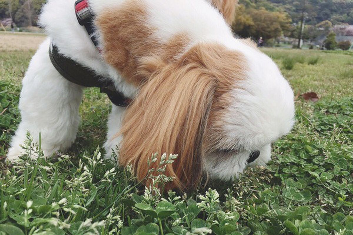 乾いたミミズ ゴミ 犬は 臭いものほど好き ってホント いぬのきもちweb Magazine 乾いたミミズ ゴミ 犬は 臭いものほど好き ってホント いぬのきもちweb Magazine
