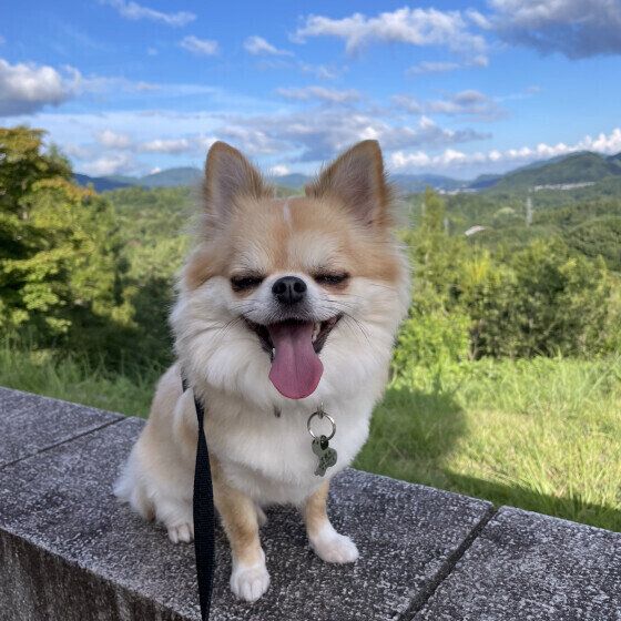 チワワの茶々丸くん