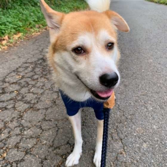 散歩する犬