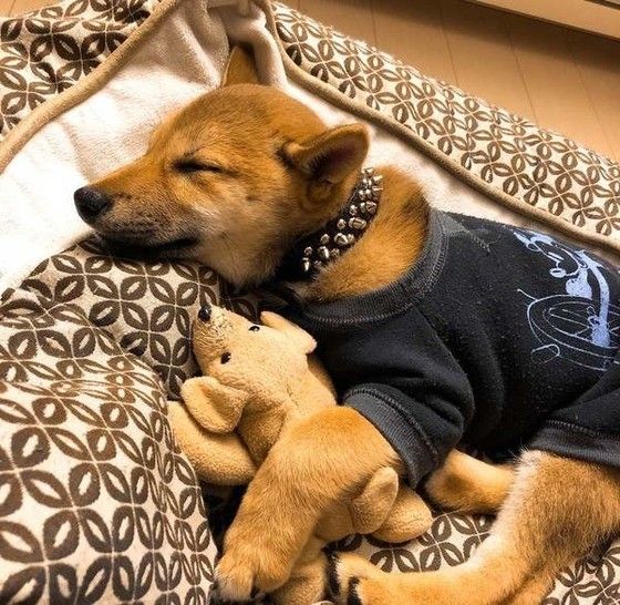 眠る柴犬