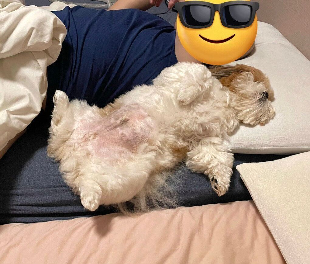 パパさんの隣で眠るぽこくん。