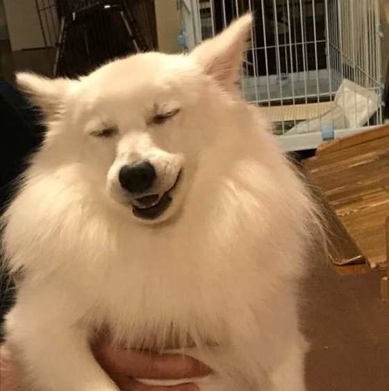 ヴァイスちゃん