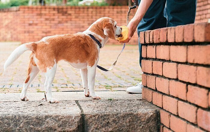 おやつをもらう犬