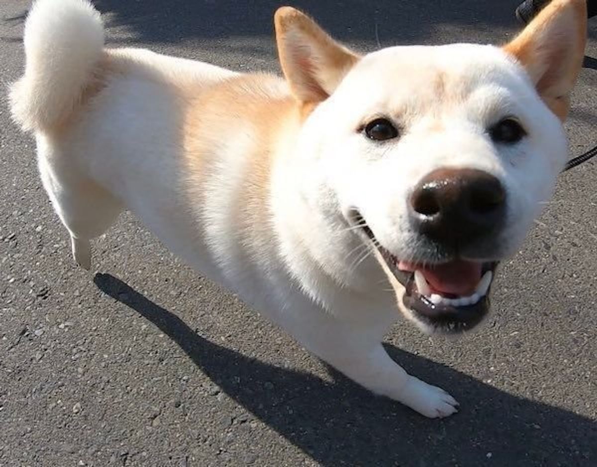 仕事で疲れて居眠りしちゃったol のよう 柴犬の衝撃的な寝姿とは いぬのきもちweb Magazine 仕事で疲れて居眠りしちゃったol のよう 柴犬の衝撃的な寝姿とは いぬのきもちweb Magazine