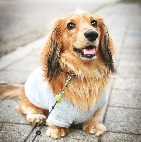 お散歩が大好きなハルくん