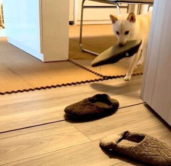 スリッパをくわえてくるボスくん